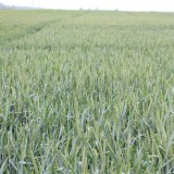 Пшениця озима Ронін 1 репродукція