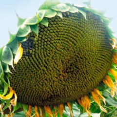 Соняшник Мішель