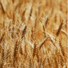 Пшениця озима Лукуллус 1 репродукція