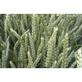 Пшениця озима Ребелл 1 репродукція