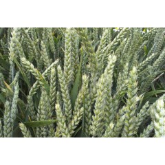 Пшениця озима Ребелл 1 репродукція