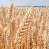 Пшениця озима Фабіус 1 репродукція