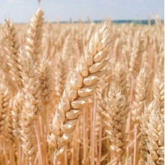 Пшениця озима Фабіус 1 репродукція