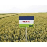 Пшениця озима Фелікс 1 репродукція