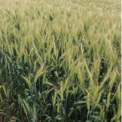 Пшениця яра Гренні 1 репродукція