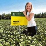 Соя Мерлін 1 репродукція