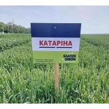 Пшениця озима Катаріна 1 репродукція
