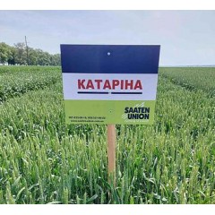 Пшениця озима Катаріна 1 репродукція