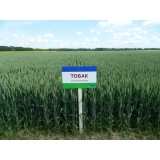 Пшениця озима Тобак 1 репродукція